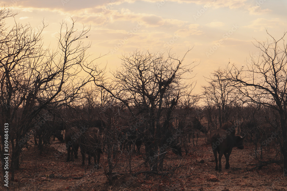 buffalos in between the trees in south africa
