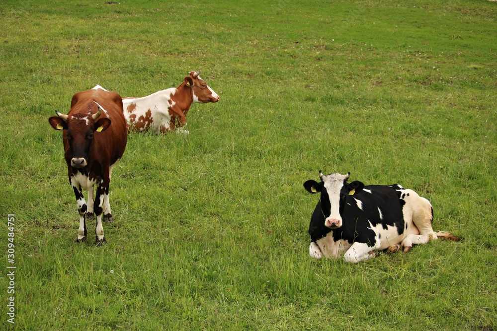 Domestic cows are resting in a green meadow on a warm sunny day Domestic cows are resting in a green meadow on a warm sunny day