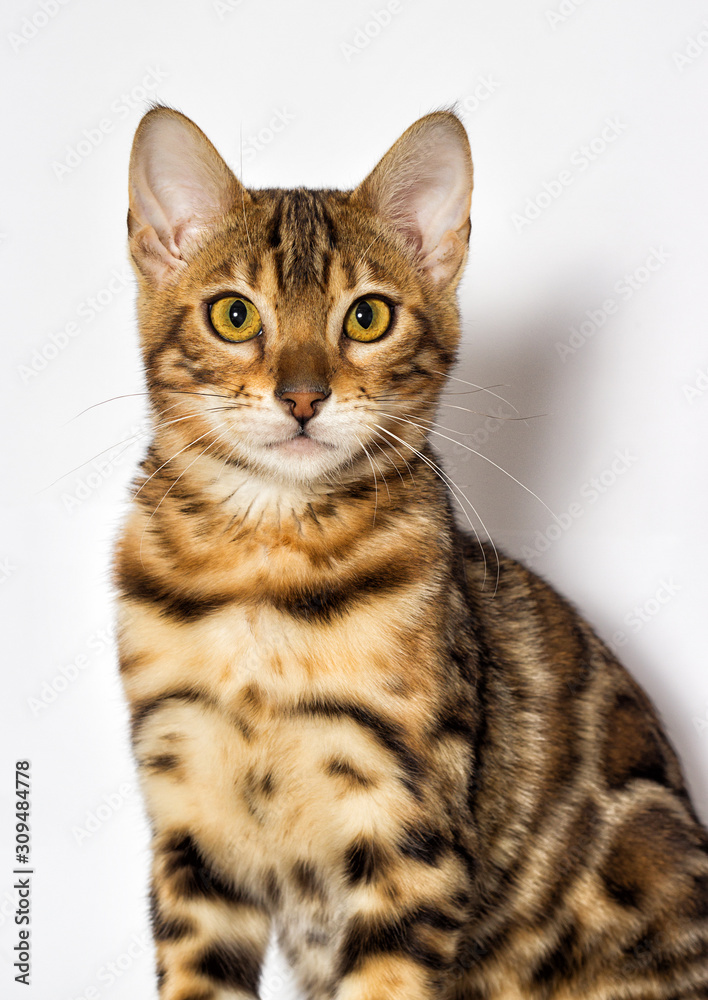 Bengal kitten looks up on a white background