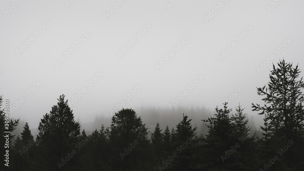 Fototapeta The frost forest
