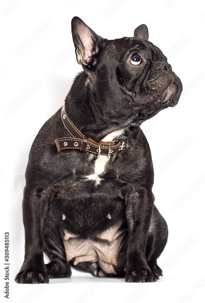 french bulldog dog on a white background