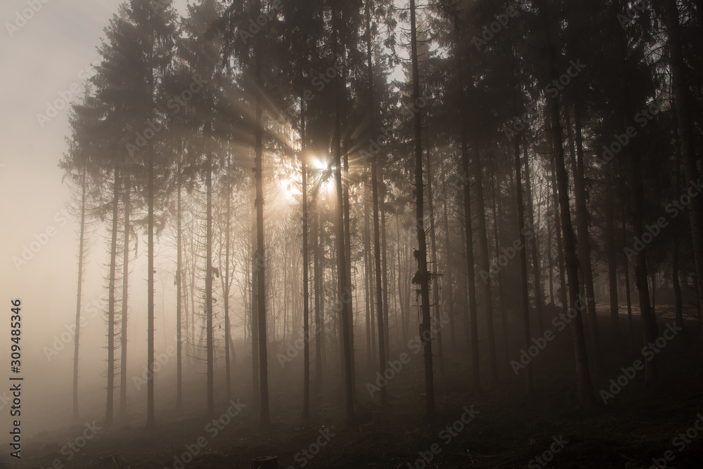 Wald im Sonnelicht Wald im Sonnelicht