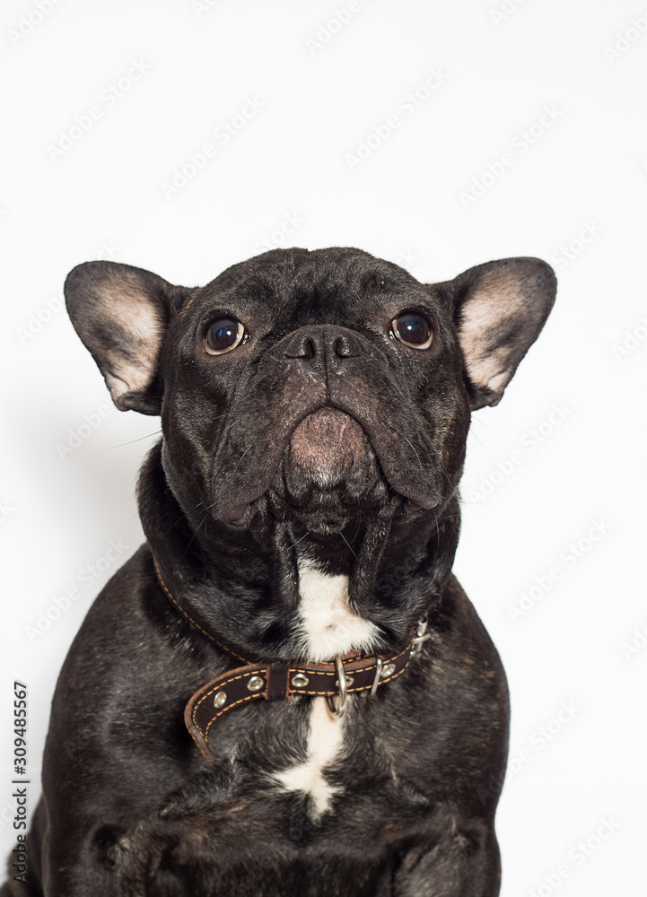 french bulldog dog on a white background