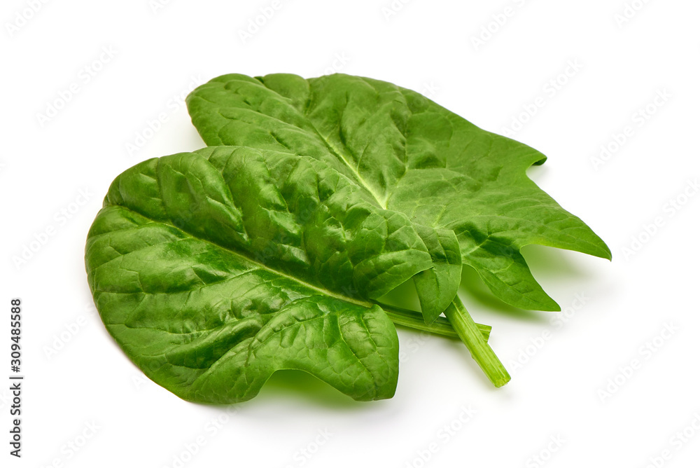 Fresh leaves of spinach, isolated on white background Fresh leaves of spinach, isolated on white background