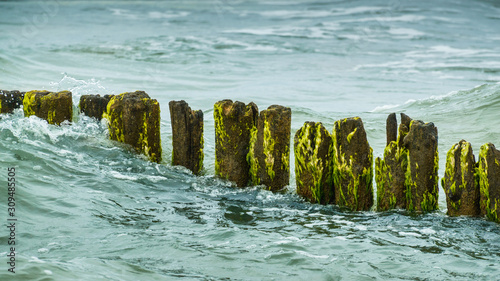 Wooden piles overgrown with algae, stuck in the shoreline of the sea, protection against waves.