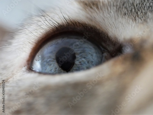 Close up macro of beautiful white cat with clear marbled blue eyes