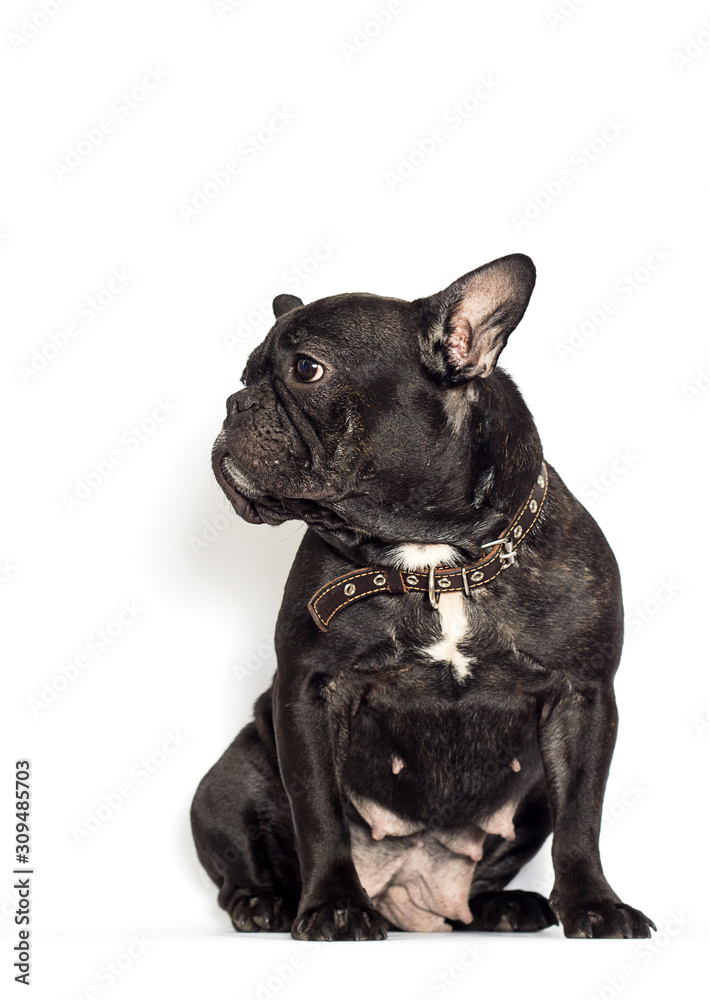 french bulldog dog on a white background