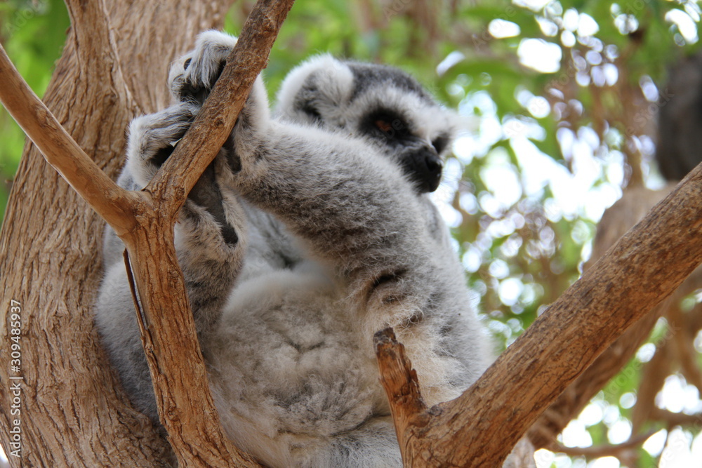 Fototapeta premium lemur