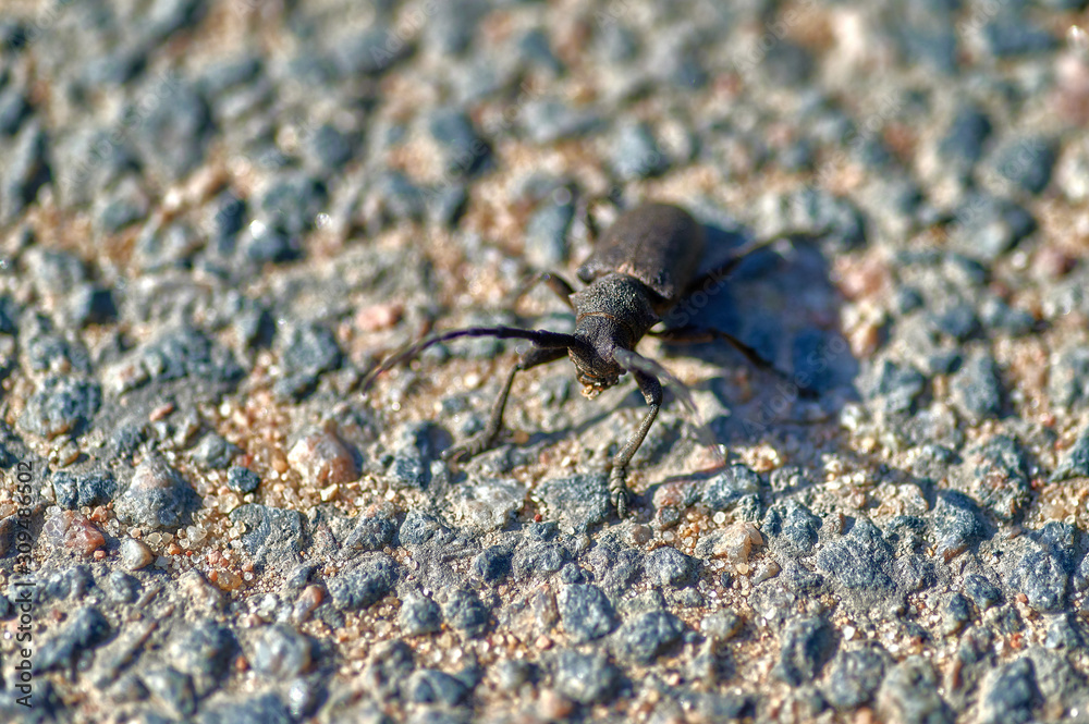 large insect barbel beetle crawls on sand with large grains macro shooting large insect barbel beetle crawls on sand with large grains macro shooting