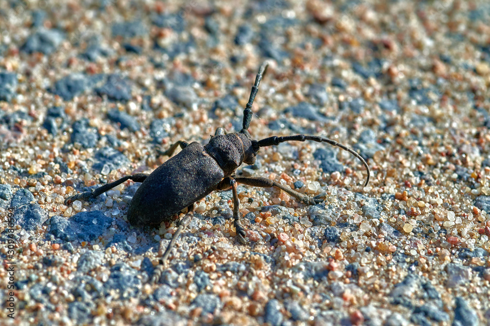 large insect barbel beetle crawls on sand with large grains macro shooting large insect barbel beetle crawls on sand with large grains macro shooting