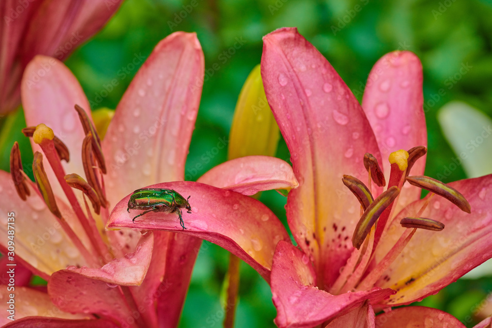 Green bug on an pink flower  with raindrops in macro