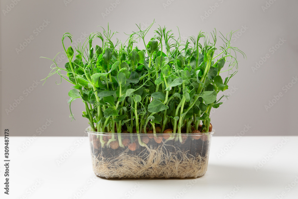 Growing pea sprouts in black soil. Healthy eating,vegeterian concept Growing pea sprouts in black soil. Healthy eating,vegeterian concept