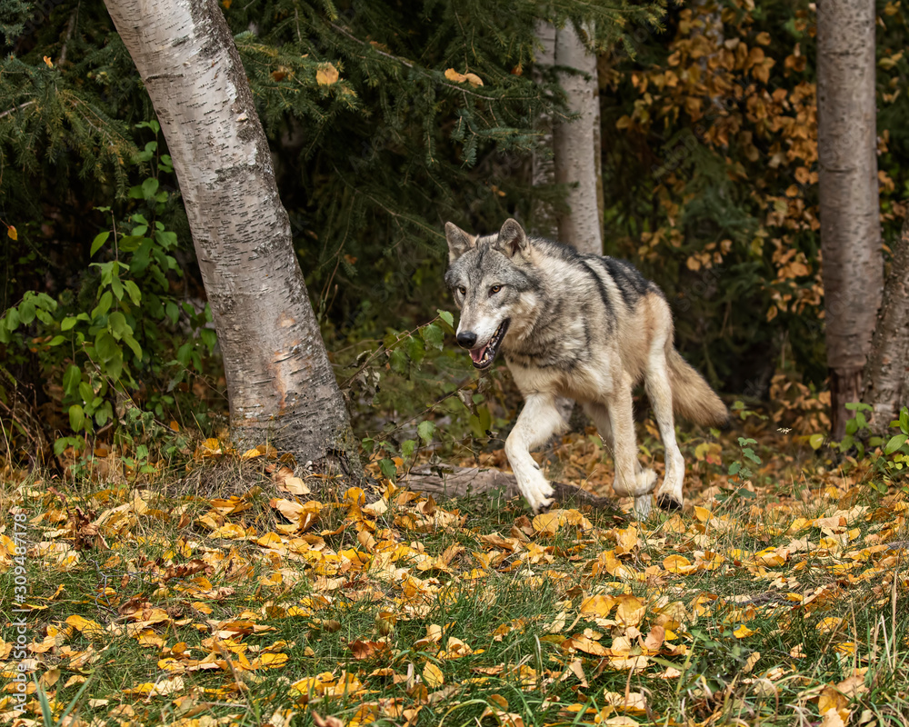 Tundra Wolf Roman Triple D in Fall colors Tundra Wolf Roman Triple D in Fall colors
