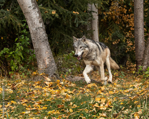 Tundra Wolf Roman Triple D in Fall colors © Carol