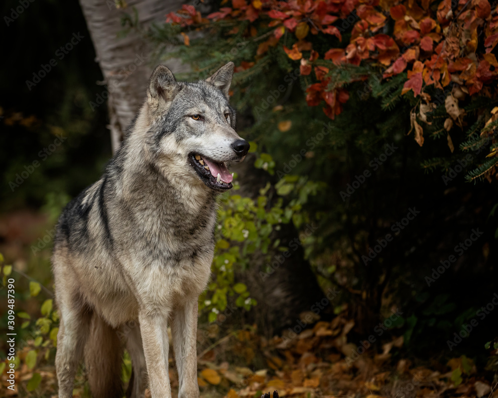 Tundra Wolf Roman Triple D in Fall colors Tundra Wolf Roman Triple D in Fall colors