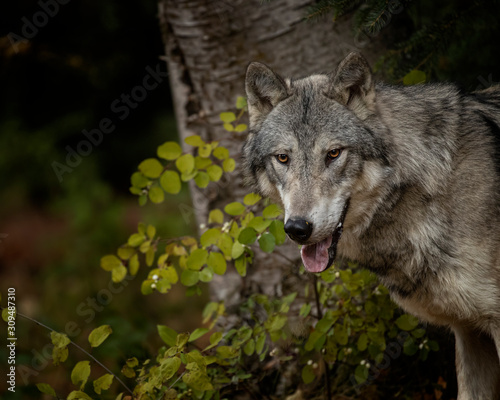 Tundra Wolf Roman Triple D in Fall colors