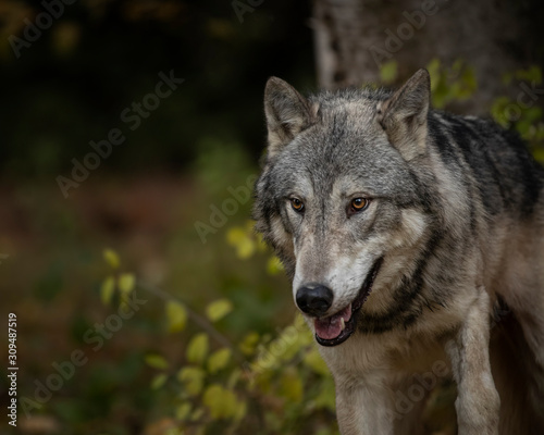 Tundra Wolf Roman Triple D in Fall colors