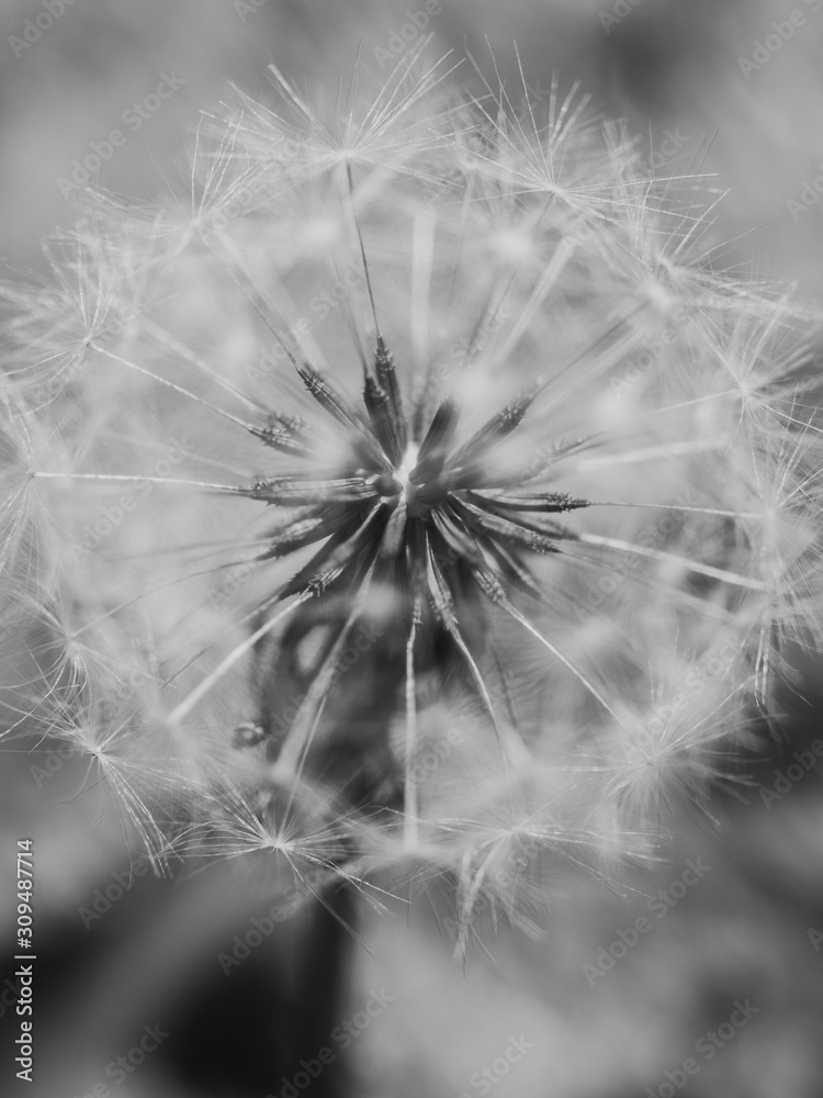 Obraz premium mniszek lekarski na tle