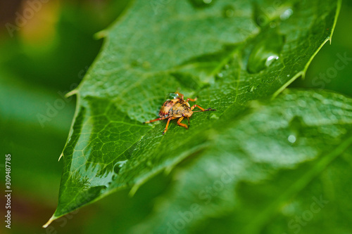 Small insect yellow bug on a leaf with raindrops in macro