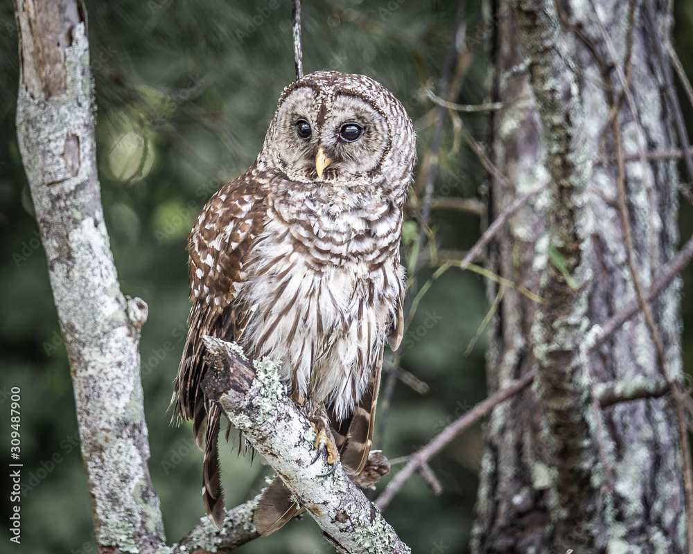 Fototapeta premium Barred Owl
