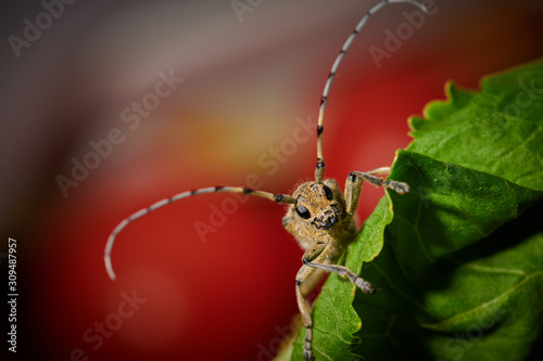 large insect barbel beetle with a large mustache on a red background © Photo