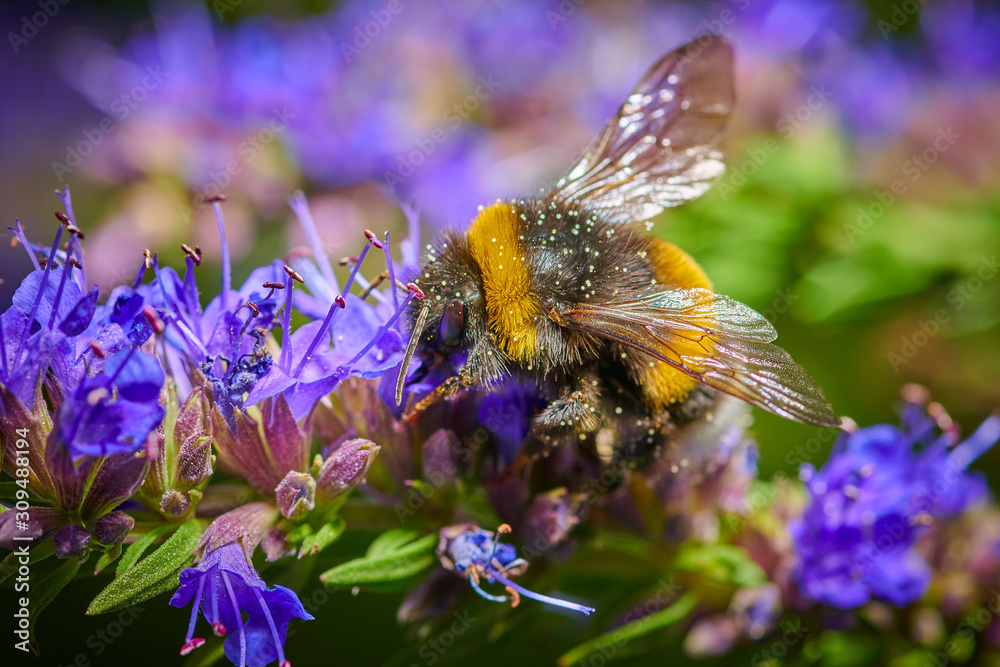 Large bumblebee on a blue flower collects nectar in macro Large bumblebee on a blue flower collects nectar in macro