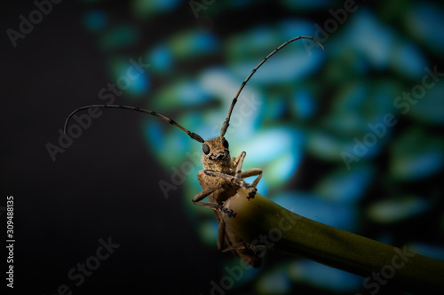 large insect barbel beetle with a large mustache on a blue background © Photo