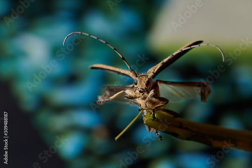large insect barbel beetle with a large mustache on a blue background