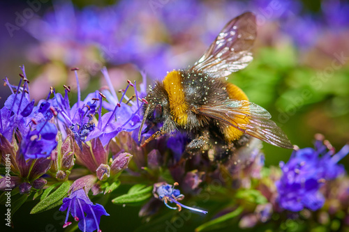 Large bumblebee on a blue flower  collects nectar in macro © Photo