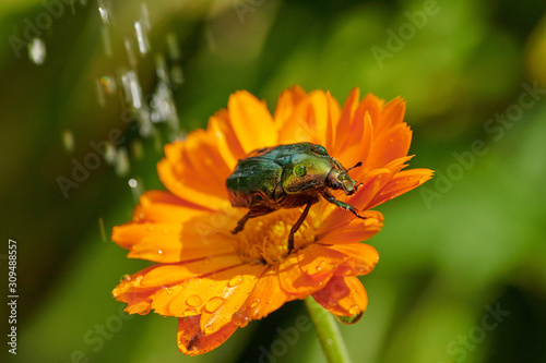 green bug on an orange flower  with raindrops in macro