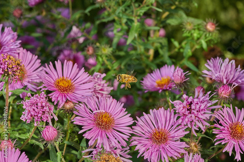 Bee on a violet pink flower  collects nectar in macro in fly