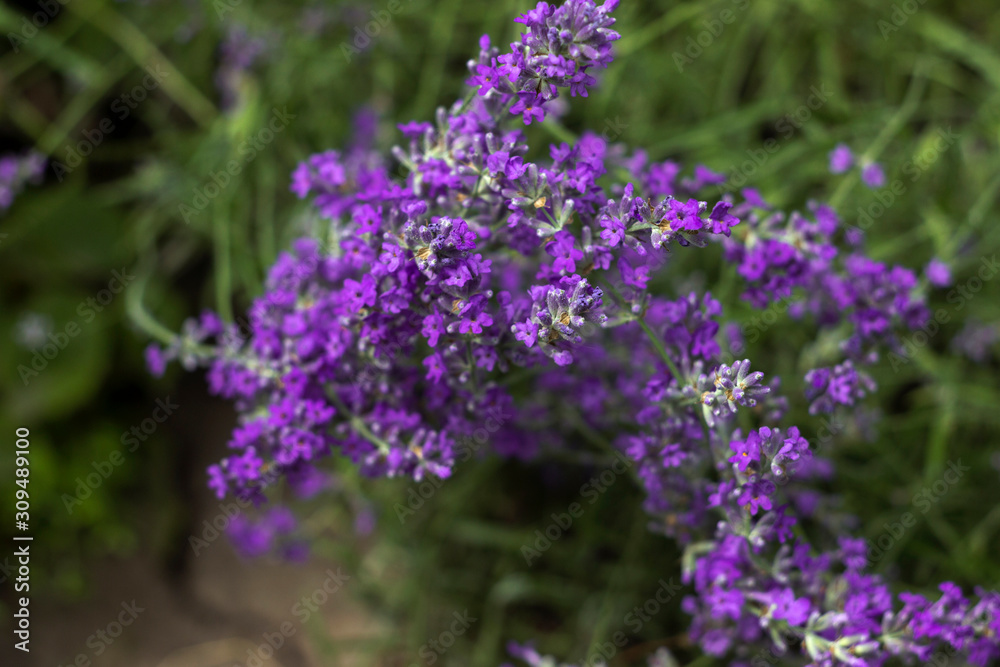 Fragrant lilac lavender grows in the garden. Beautiful plant, flower. Health concept, aromatherapy Fragrant lilac lavender grows in the garden. Beautiful plant, flower. Health concept, aromatherapy