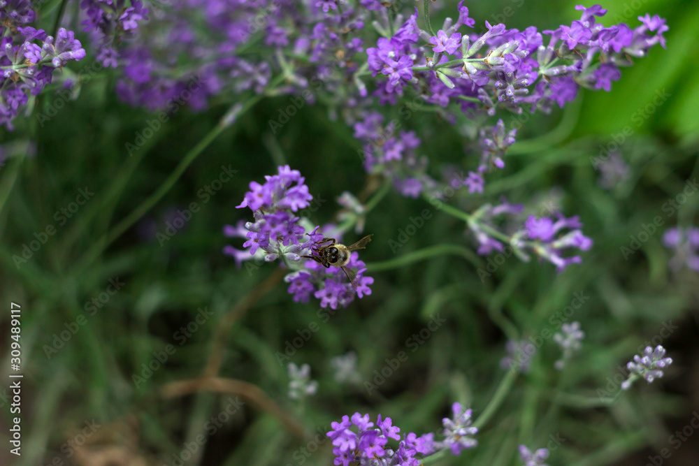 Fragrant lilac lavender grows in the garden, the bee collects nectar. Beautiful plant, flower. Health concept, aromatherapy Fragrant lilac lavender grows in the garden, the bee collects nectar. Beautiful plant, flower. Health concept, aromatherapy
