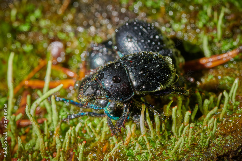 Several large insect black beetles pung bug on a green moss Several large insect black beetles pung bug on a green moss