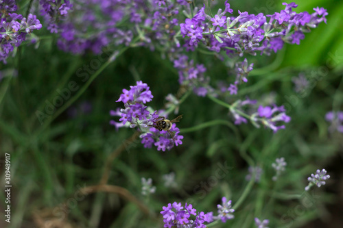 Fragrant lilac lavender grows in the garden  the bee collects nectar. Beautiful plant  flower. Health concept  aromatherapy