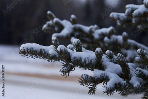 snow on branches of fir tree