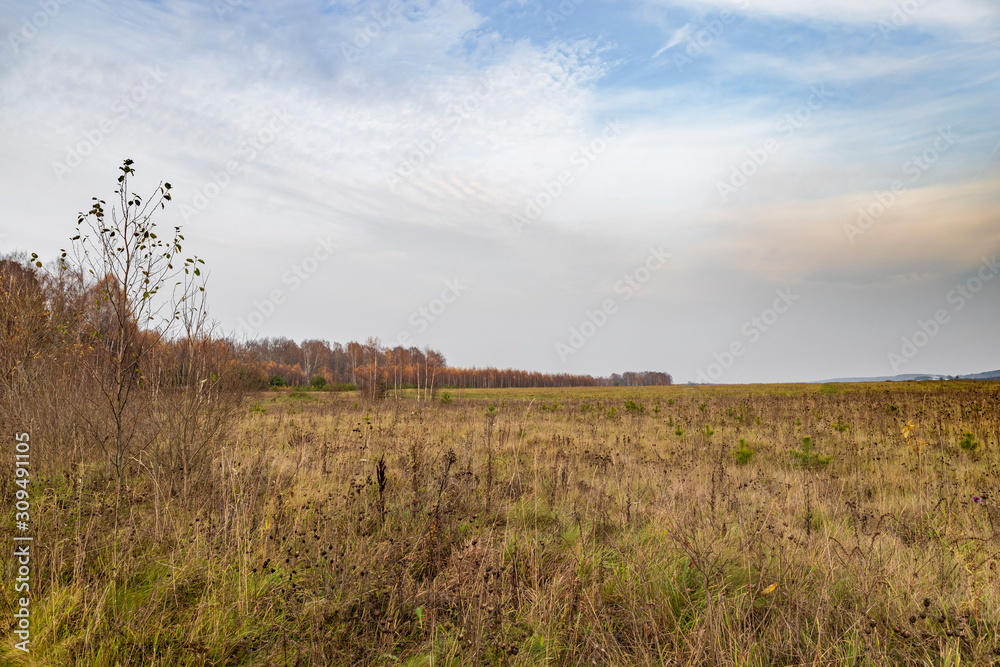 Natural background. A spacious field, a grove with orange colors of autumn leaves, a dark cloud is approaching on the right. Peaceful pastoral landscape