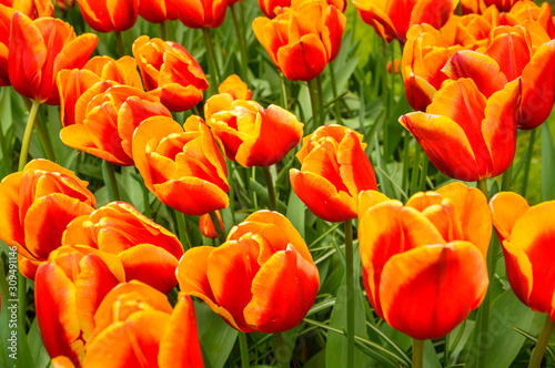 Holland, the country of tulips, the capital of beautiful colorful flowers.