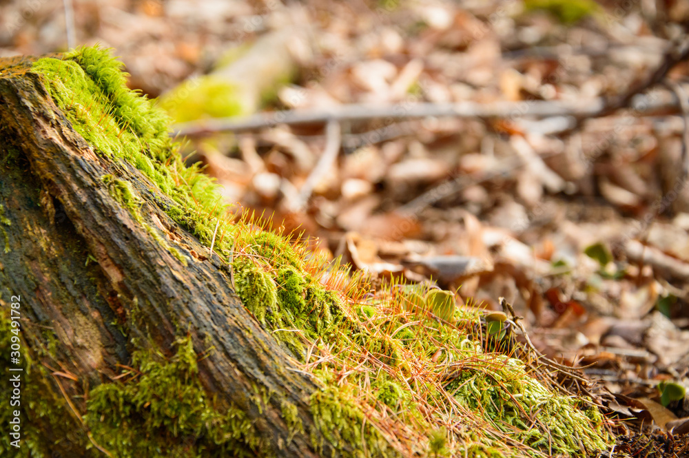 Tree trunk overgrown with blooming green moss. Tree trunk overgrown with blooming green moss.