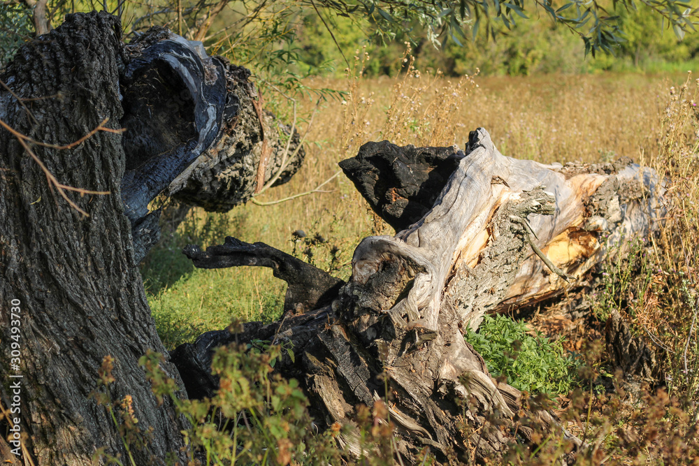 Obraz premium Fallen dry trees in the forest. Logs of old trees in a nature reserve in Central Europe. Autumn season.
