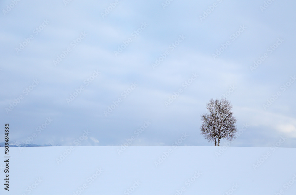 北海道の冬景色stock Photo Adobe Stock