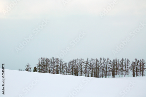 Wallpaper Mural 北海道の防風林	 Torontodigital.ca
