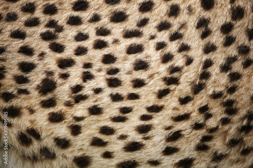 cheetah fur.