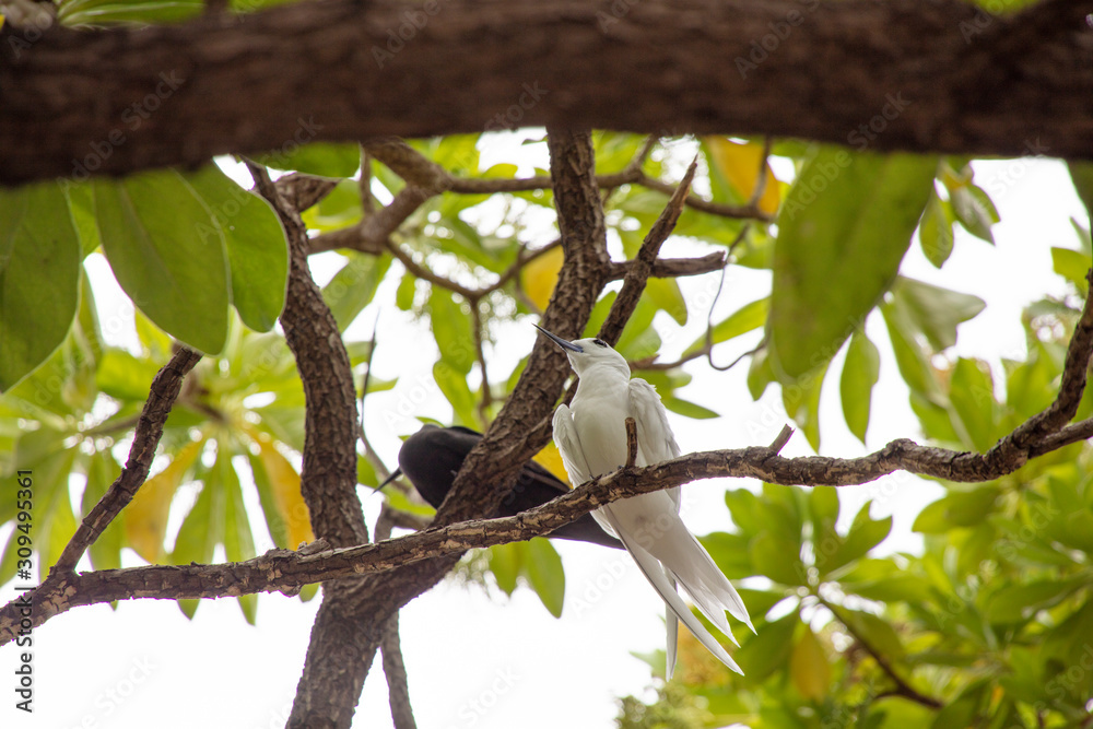 white tern white tern