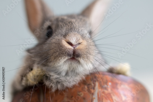 Close up of a bunny nose