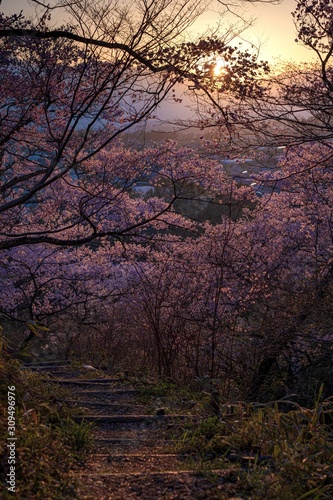 長野県・伊那市 春の高遠城址公園の夕景
