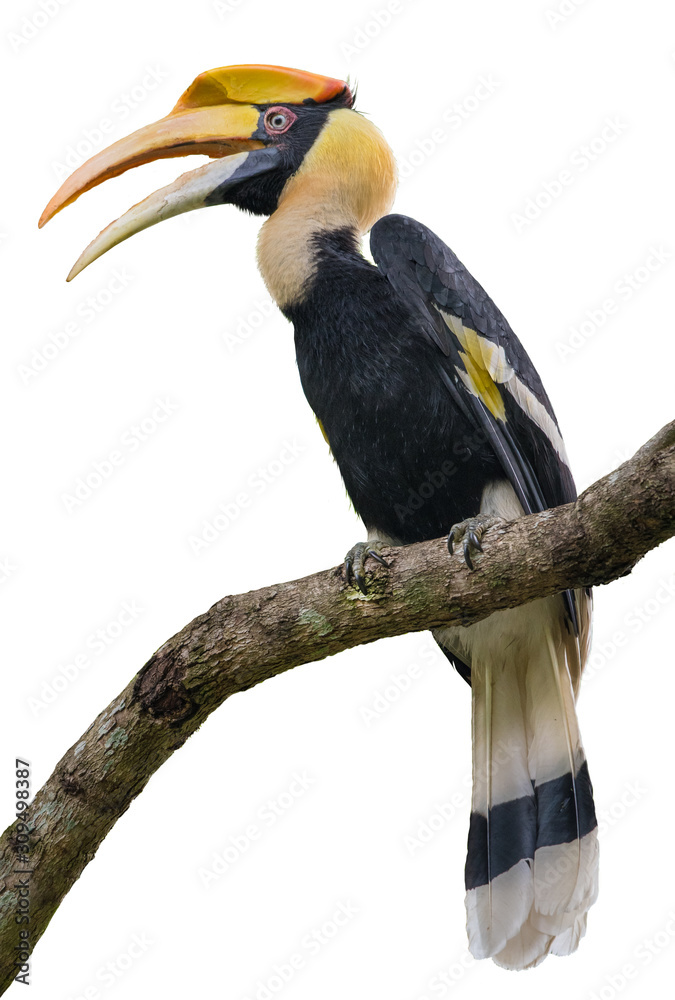 Fototapeta premium Great hornbill on branch on the White Blackground