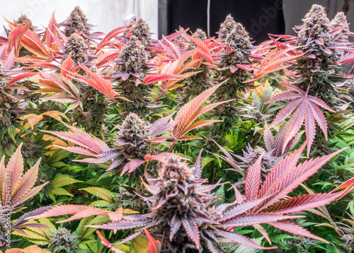 Slika na platnu Shot of a cannabis plants growing in a grow tent during flowering stage