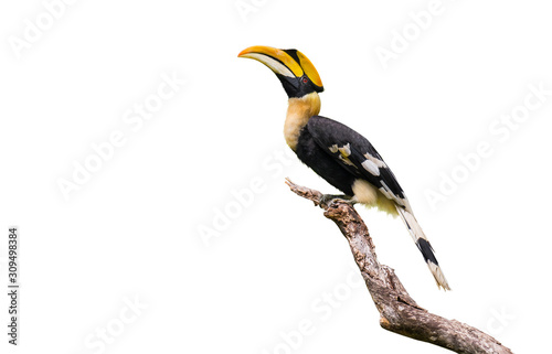 Great hornbill on branch on the White Blackground