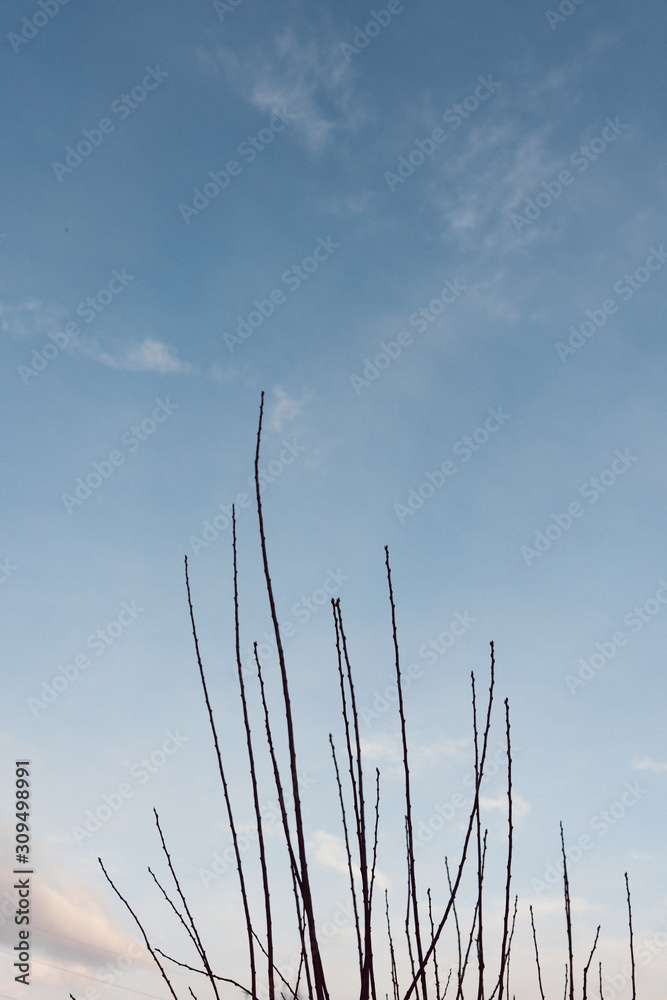 Contrasting tree boughs against blue sky in autumn Contrasting tree boughs against blue sky in autumn